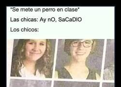 Enlace a Cuando se cuela un perro en clase