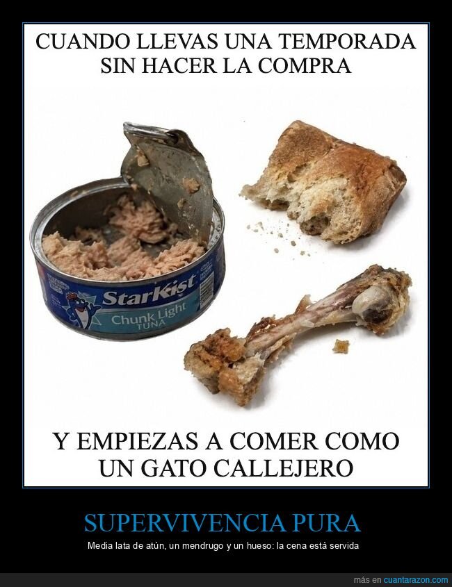 nevera,comida,supervivencia,pobreza,gato