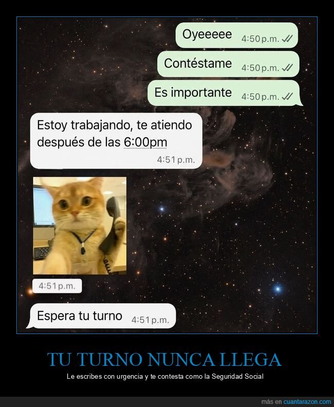trabajo,whatsapp,gato,paciencia,prioridades