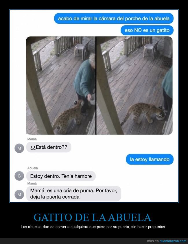 abuelas,puma,gatos,mensajes,animales