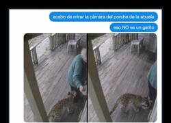 Enlace a Mamá, eso no es un gatito