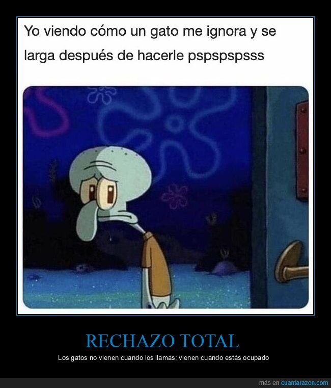 gato,rechazo,Calamardo,indiferencia,fracaso