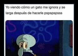 Enlace a Cuando un gato te ignora