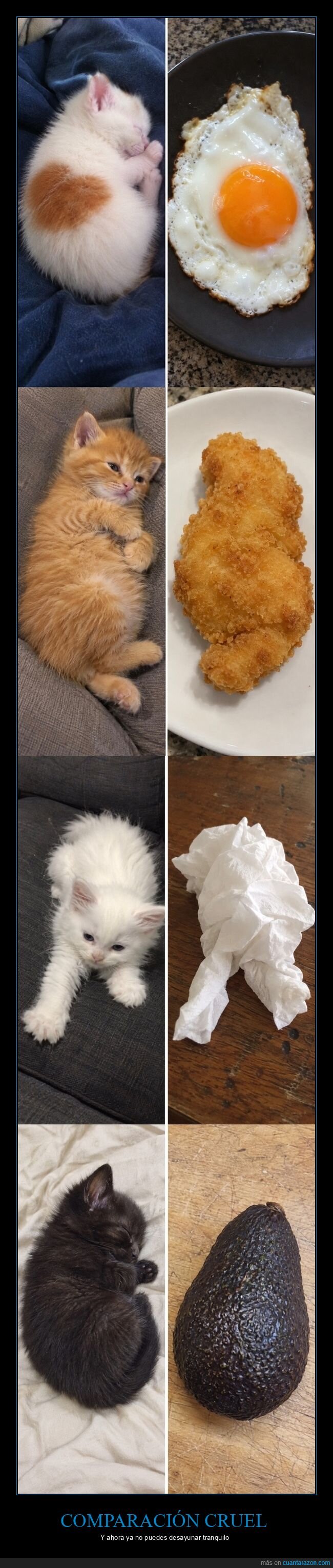 gatitos,comida,parecido,ternura,comparaci&oacute;n