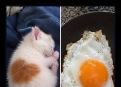 Enlace a Gatitos y desayunos: ¿sabrías diferenciarlos?