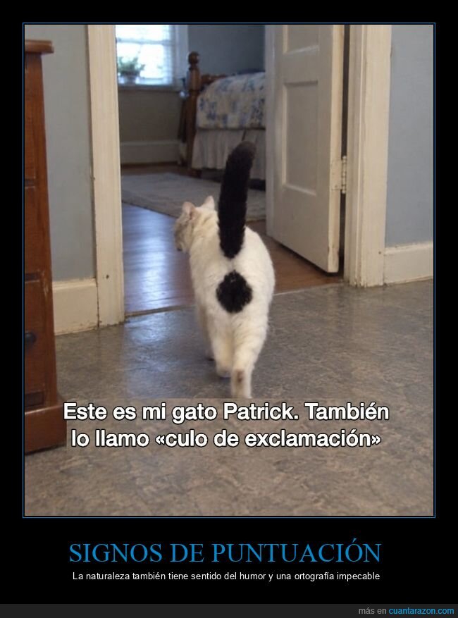 gatos,mascotas,animales,humor,colas
