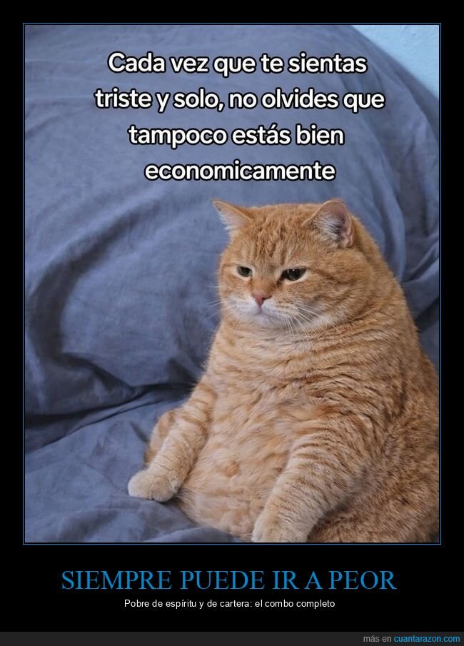 gato,pobreza,soledad,tristeza,econom&iacute;a