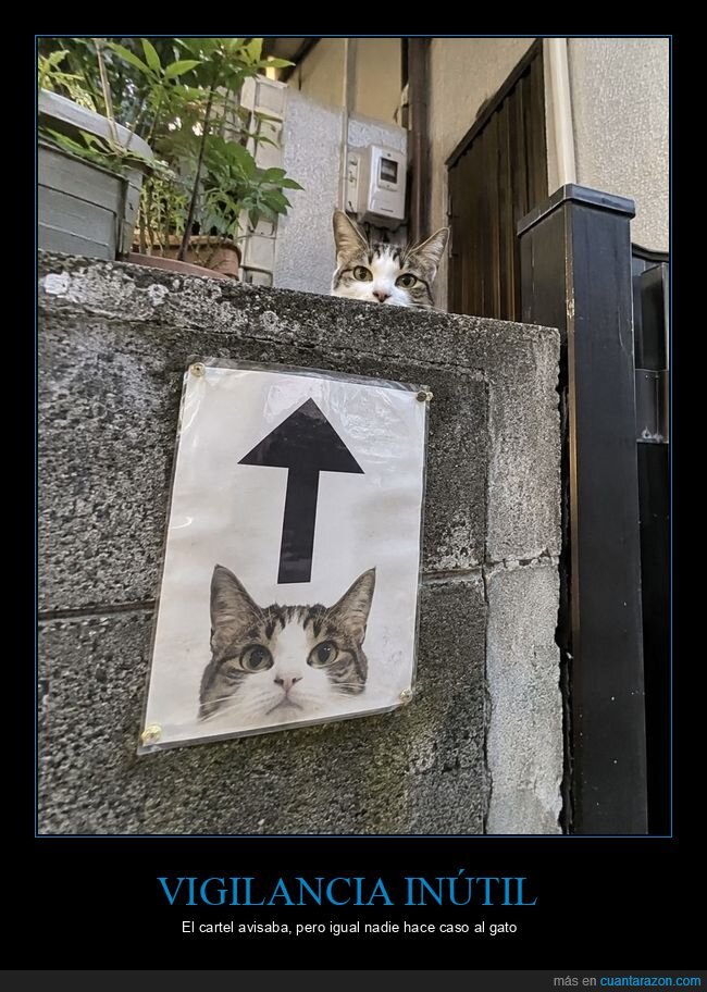 gato,cartel,vigilancia,curiosidad,fachada