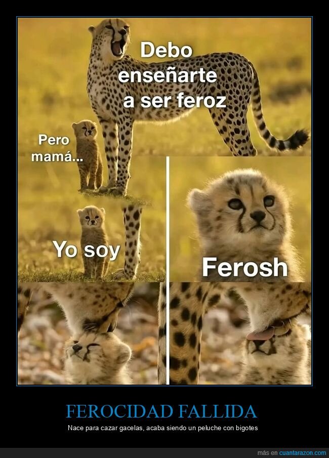 guepardo,cachorro,ternura,naturaleza,crianza