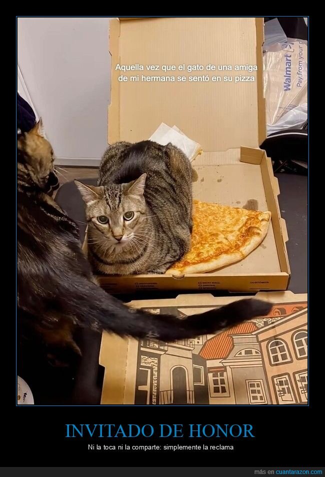 gato,pizza,caja,travesura,mascota