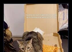 Enlace a Cuando invitas a pizza y el gato se pide la mejor porción