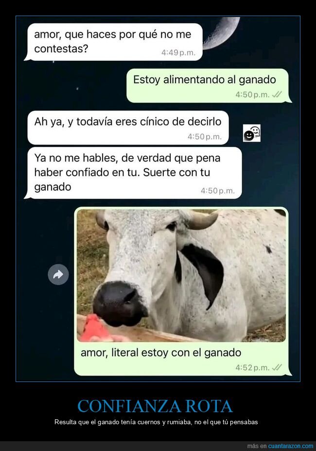 ganado,whatsapp,malentendido,infidelidad,vaca