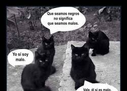 Enlace a Los gatos negros desmontando prejuicios