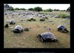 Enlace a Las tortugas gigantes de las Seychelles: de 1.000 a 180.000