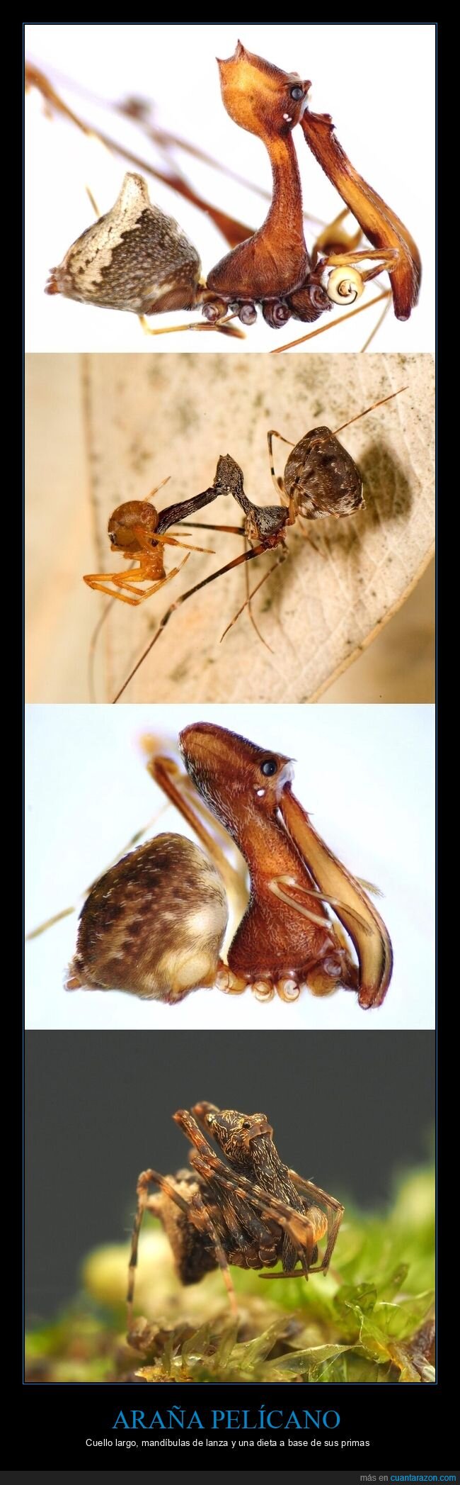 ara&ntilde;a,depredador,mand&iacute;bulas,distancia,caza