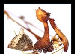Enlace a La araña pelícano, la que caza a otras arañas