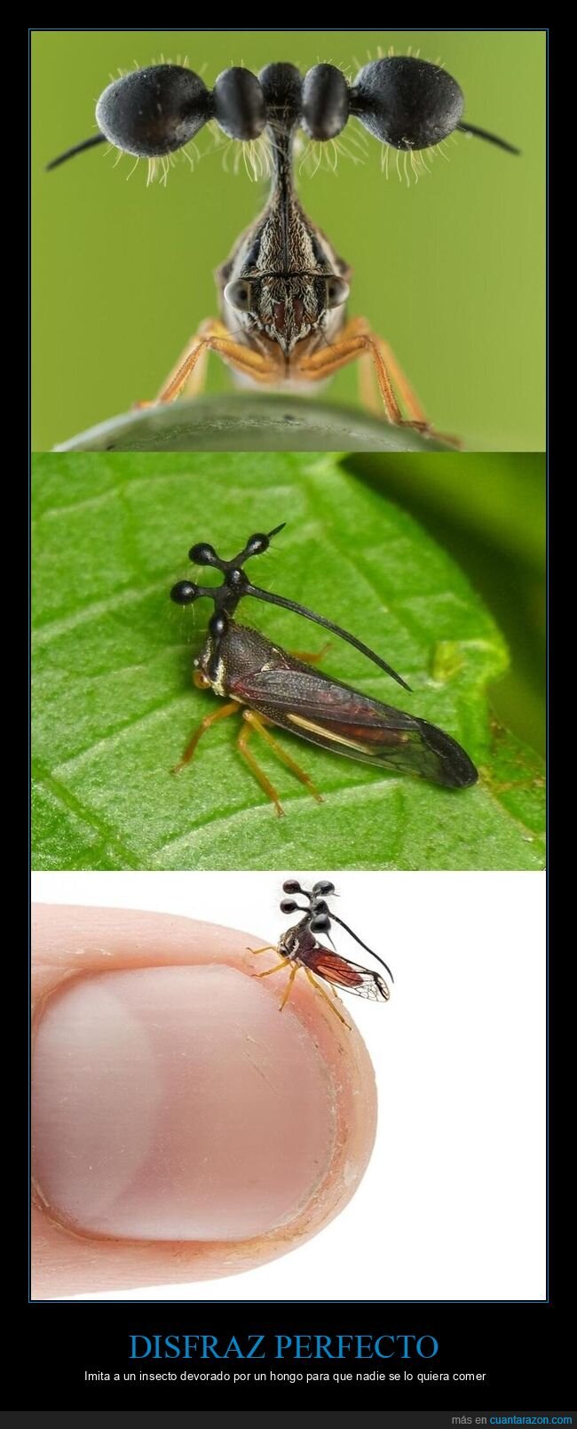 insecto,camuflaje,parasito,supervivencia,naturaleza