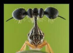 Enlace a El membrácido brasileño, el bicho que finge estar infectado