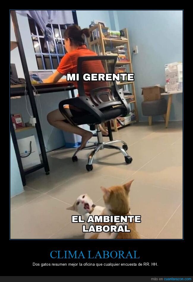 oficina,gerente,gatos,trabajo,ambiente