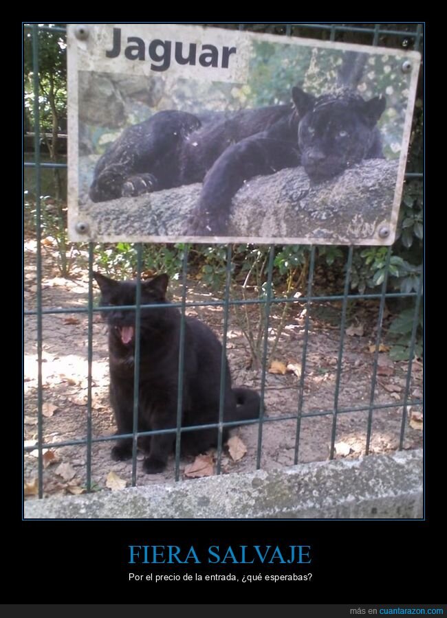 jaguar,gato,zoo,cartel,bostezo