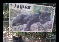 Enlace a El jaguar del zoo de mi pueblo