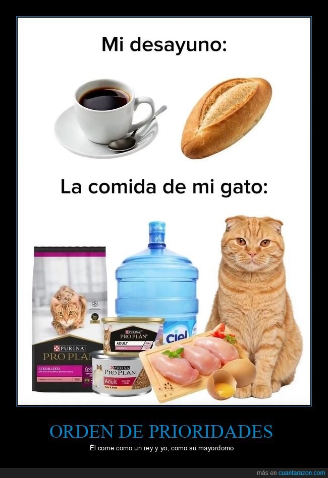 gato,desayuno,mascotas,alimentaci&oacute;n,Purina