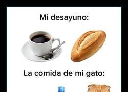 Enlace a Mi desayuno frente a la comida de mi gato