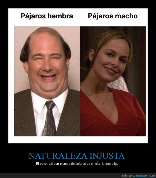 aves,naturaleza,belleza,comparaci&oacute;n,injusticia