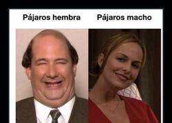 Enlace a La naturaleza tiene un sentido del humor muy particular