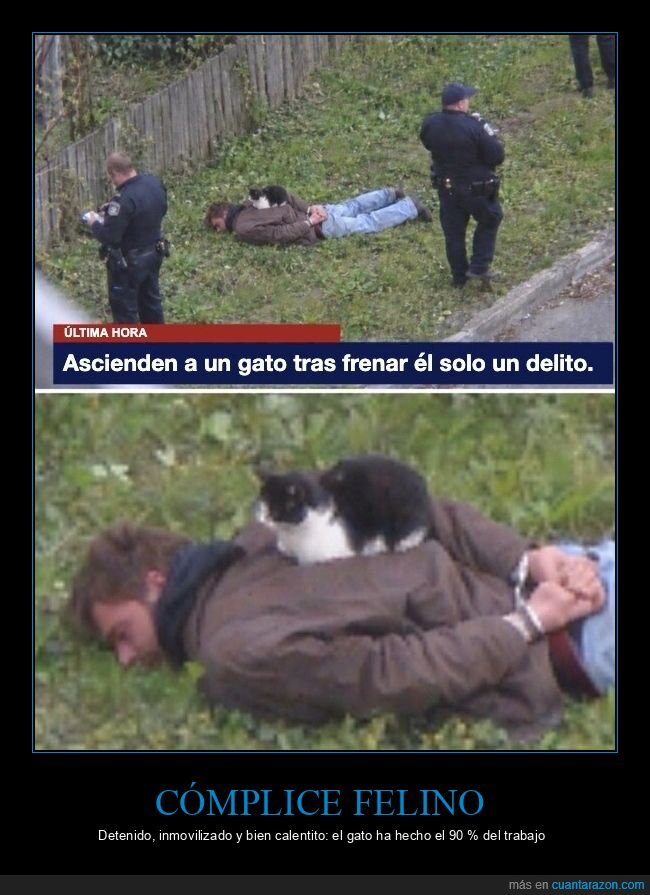 gato,detenci&oacute;n,polic&iacute;a,autoridad,escena