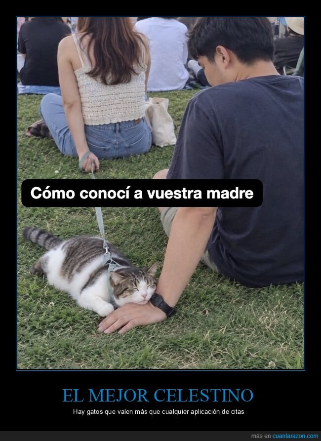 gatos,ligar,citas,mascotas,amor