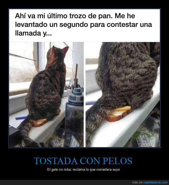 gatos,pan,desayuno,mascotas,mala suerte