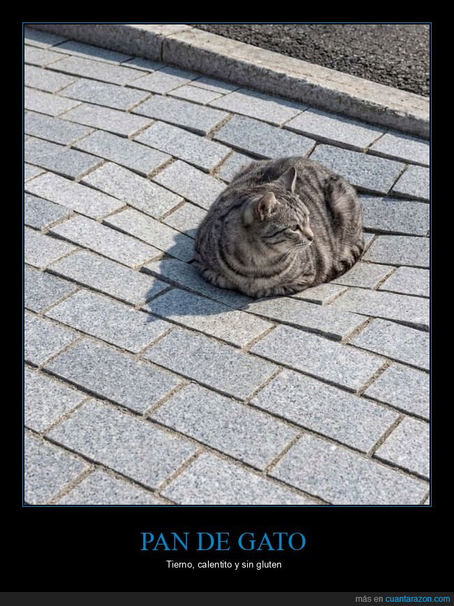 gato,adoquines,pereza,siesta,calle