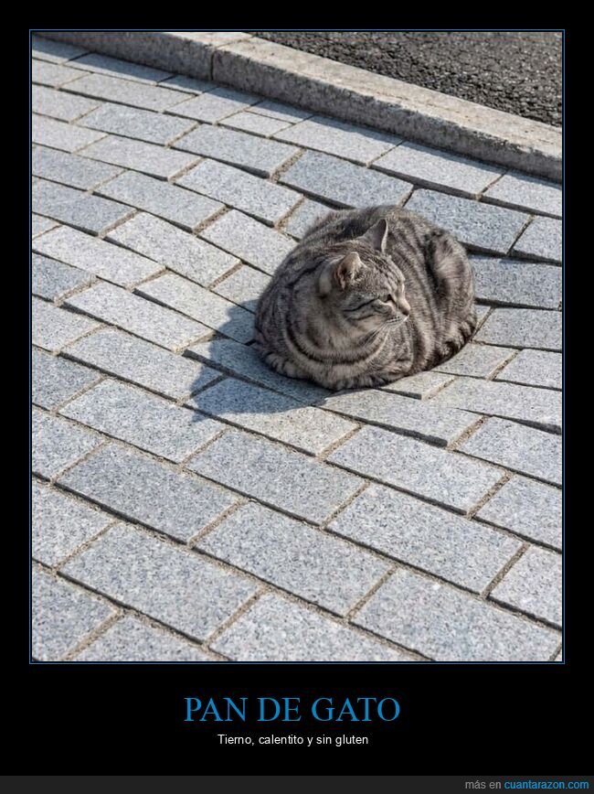 gato,adoquines,pereza,siesta,calle
