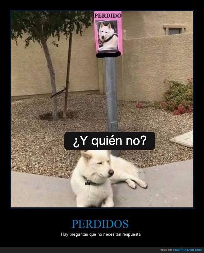 perro,perdido,cartel,existencialismo,destino