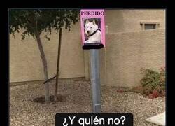 Enlace a El cartel de perro perdido