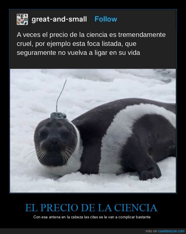 foca,ciencia,animales,ligar