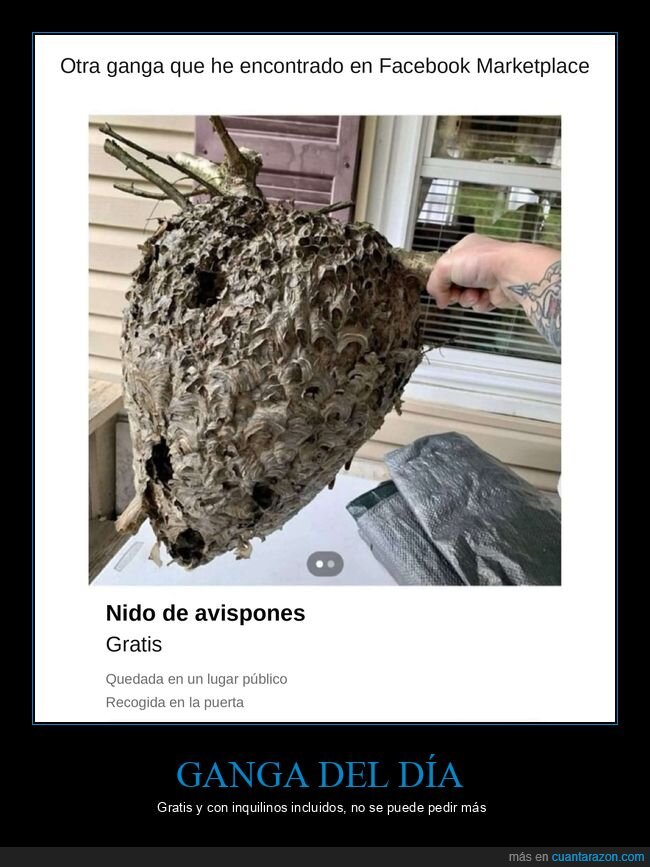 segunda mano,avispas,nido,gangas