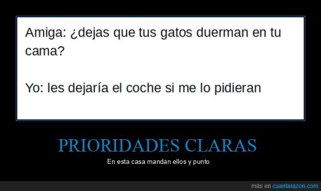 gatos,coche,cama,tuit