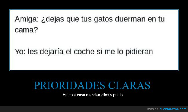 gatos,coche,cama,tuit