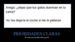 Enlace a ¿Dejas que tus gatos duerman en tu cama?