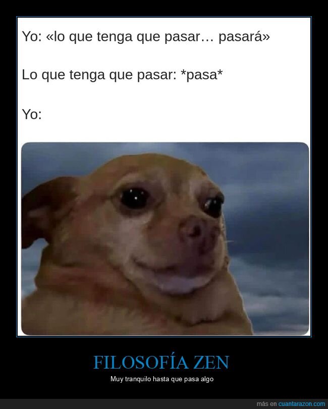chihuahua,perro,ansiedad,zen