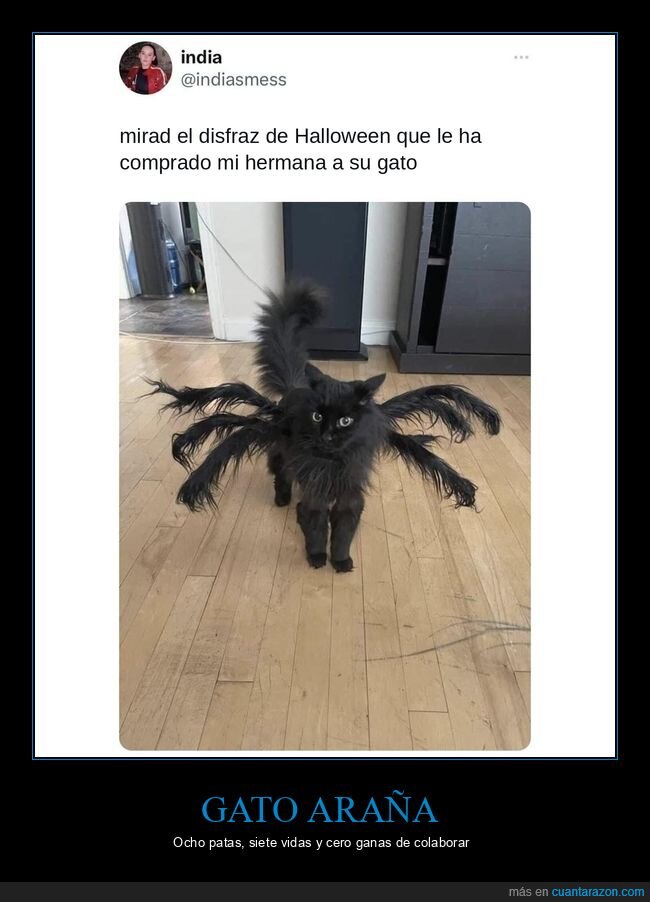 gatos,disfraces,halloween,ara&ntilde;as
