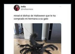 Enlace a El disfraz de Halloween que le han comprado al gato