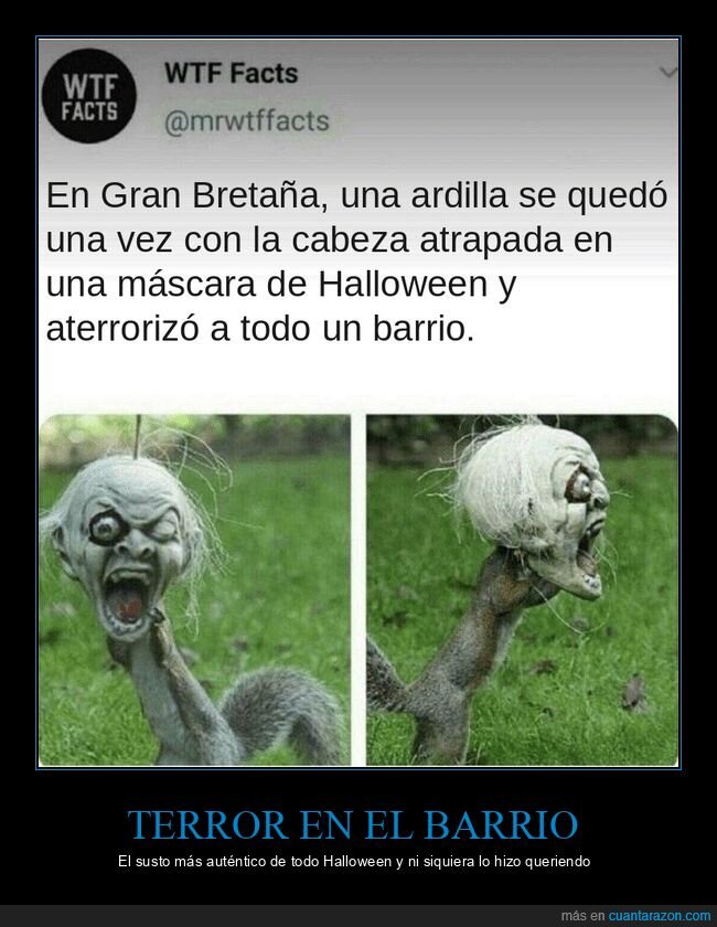 ardillas,halloween,mascaras,animales,curiosidades
