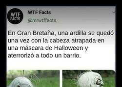 Enlace a La ardilla que aterrorizó a un barrio británico