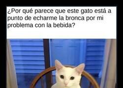 Enlace a Ese gato que te mira como si supiera lo de la bebida
