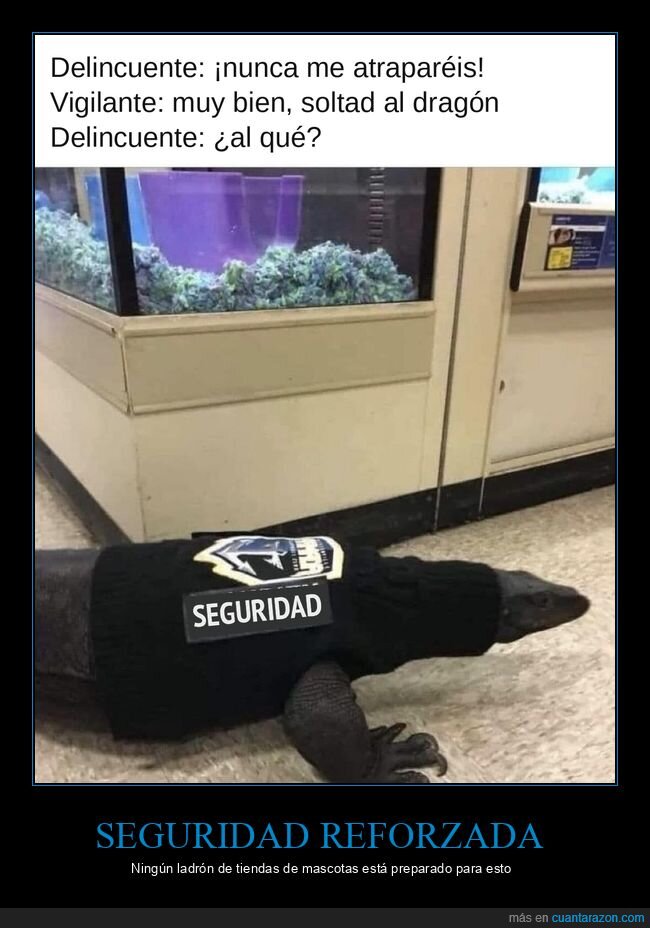 dragon de komodo,seguridad,animales,tiendas