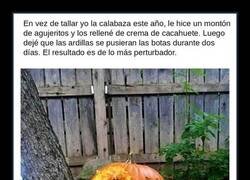 Enlace a Este año la calabaza la han tallado las ardillas