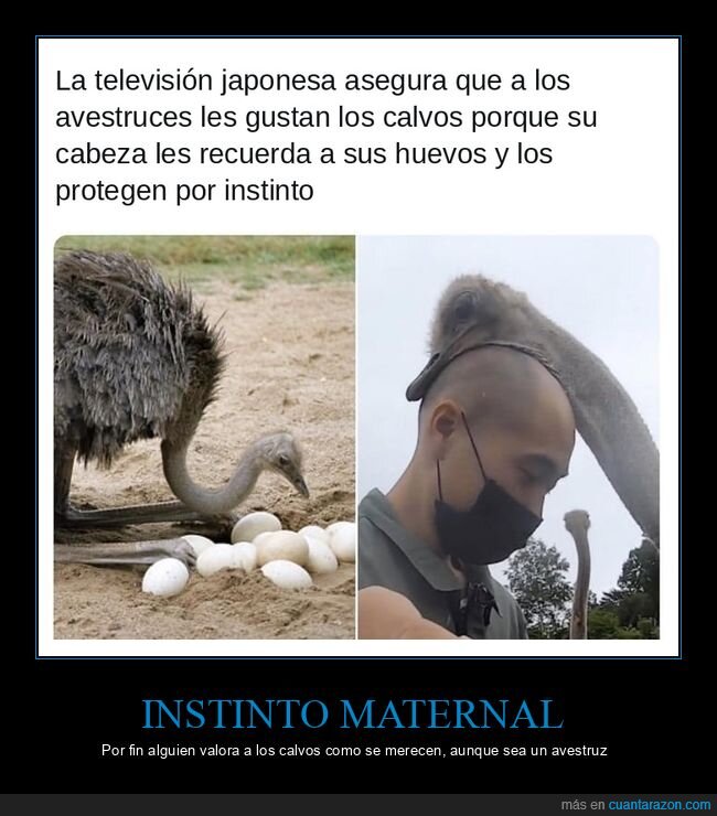 avestruz,calvos,huevos,jap&oacute;n,animales